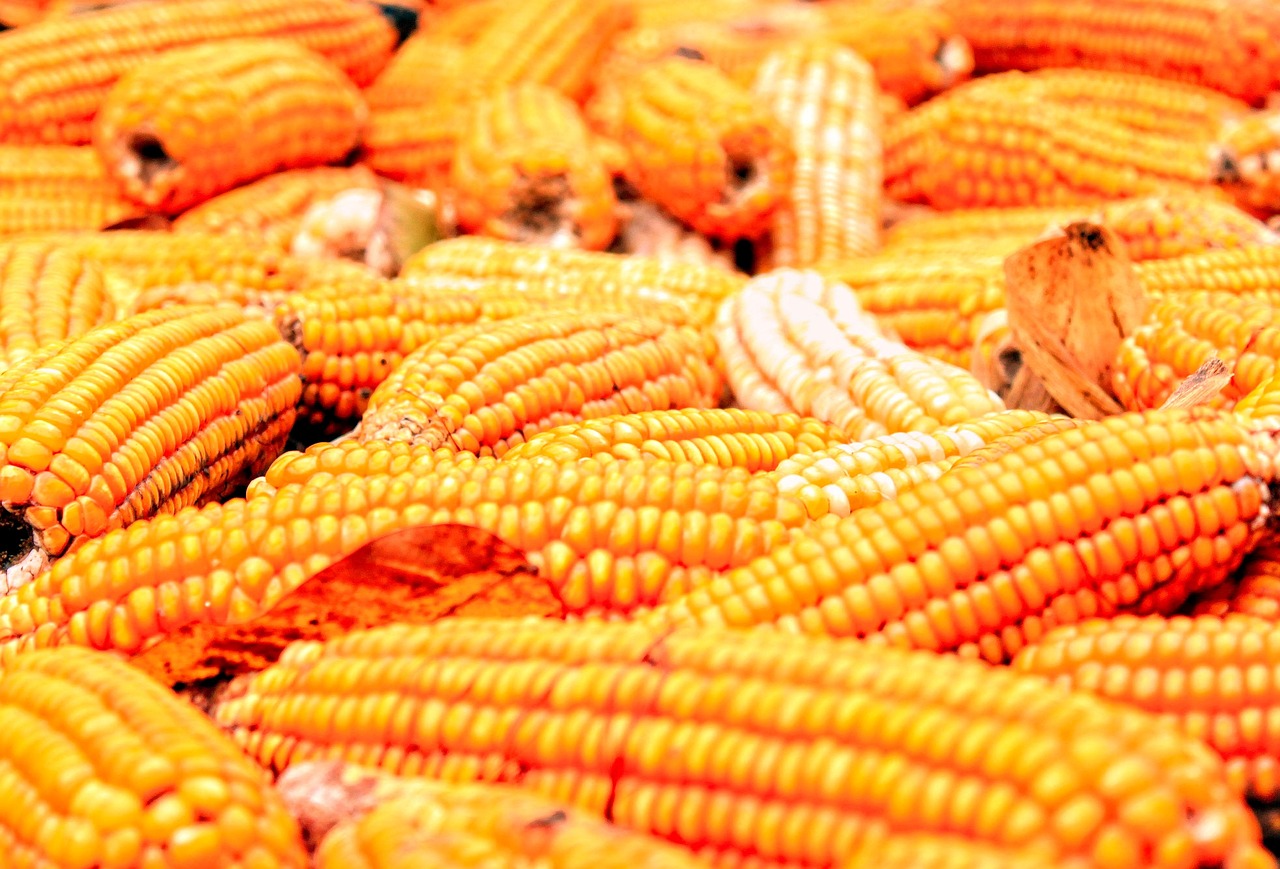 corn, corncobs, food, produce, corn kernels, cereal grain, maize, healthy, harvest, organic, vegetable, closeup, maize, maize, maize, maize, maize