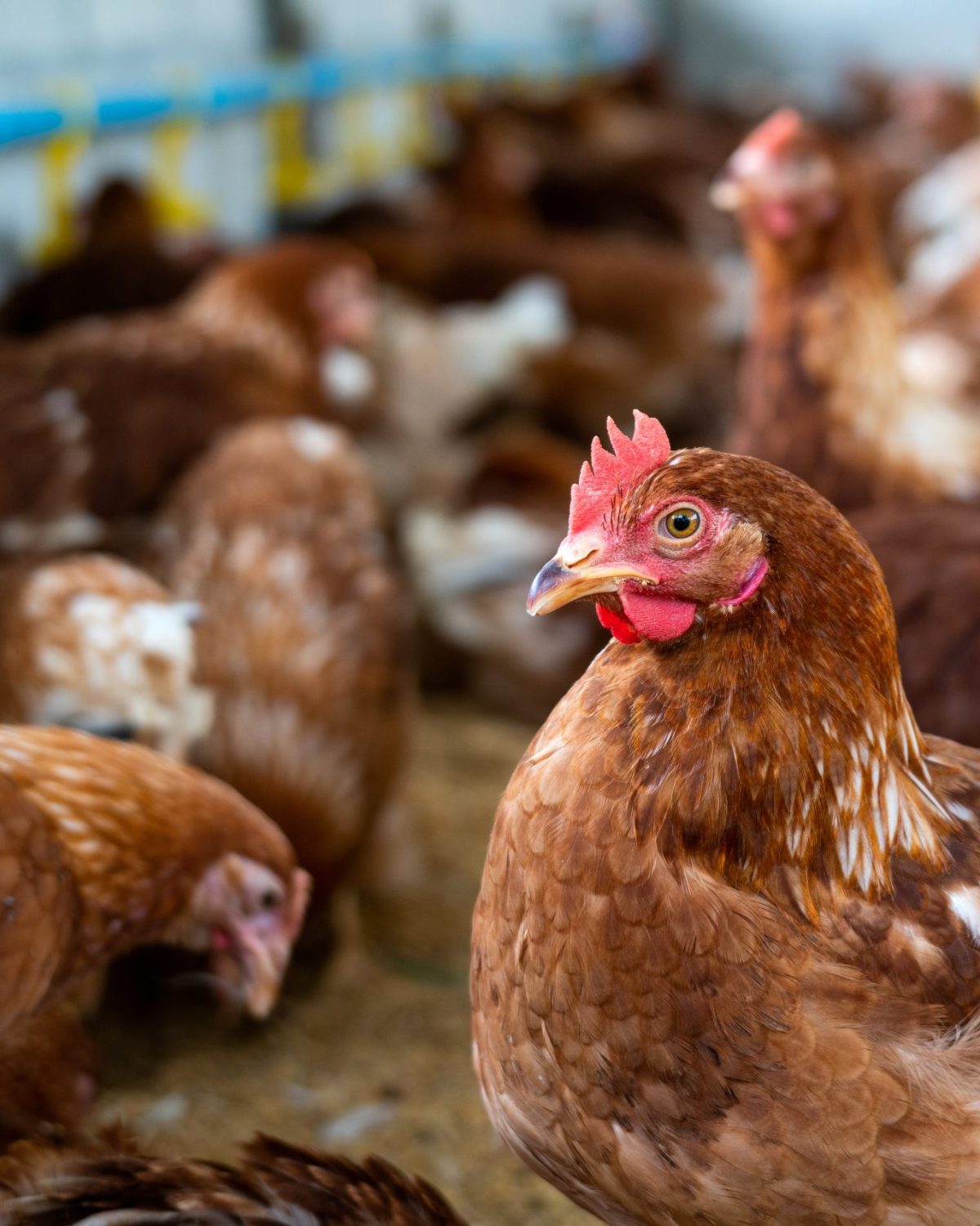 Brown chickens, hens in farm.