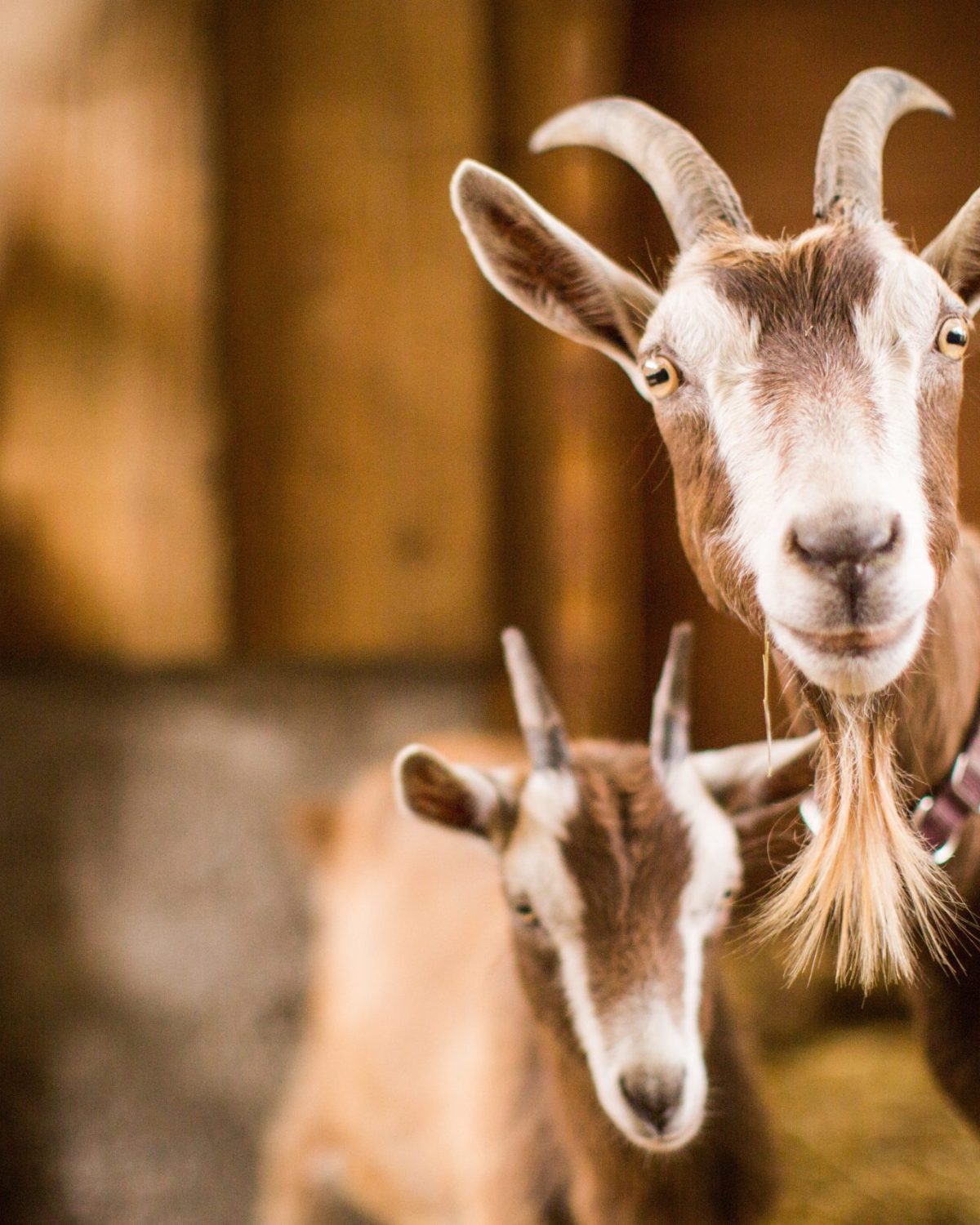 Brown and white mother and baby goats inside a barn