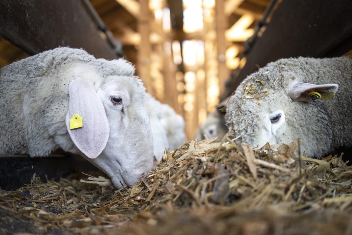 Close up view of sheep cattle eating food from automated conveyor belt feeder at livestock farm.