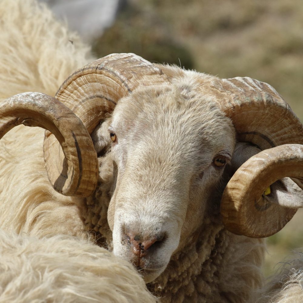 A closeup shot of an argali on a blurred background