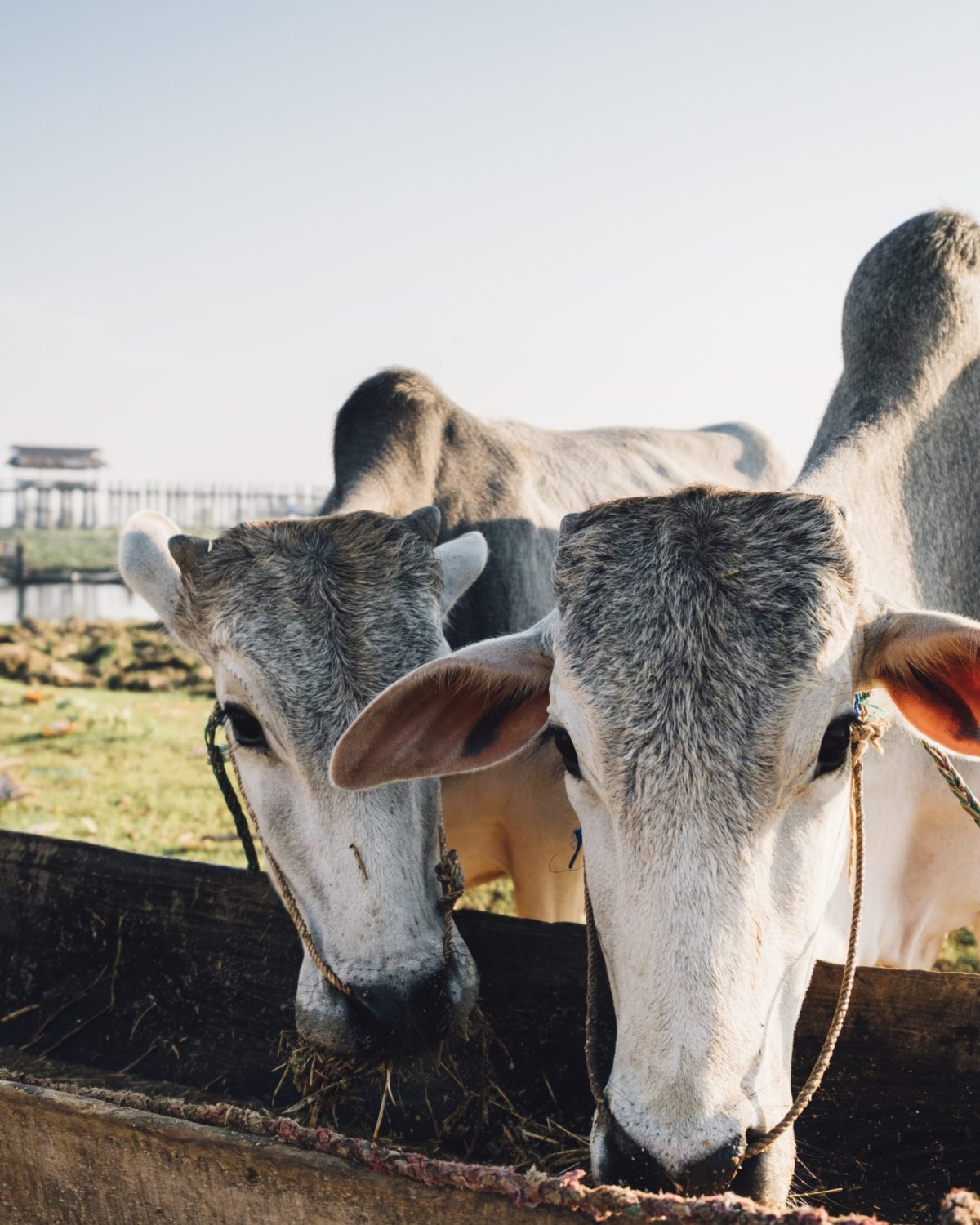 cow eat food