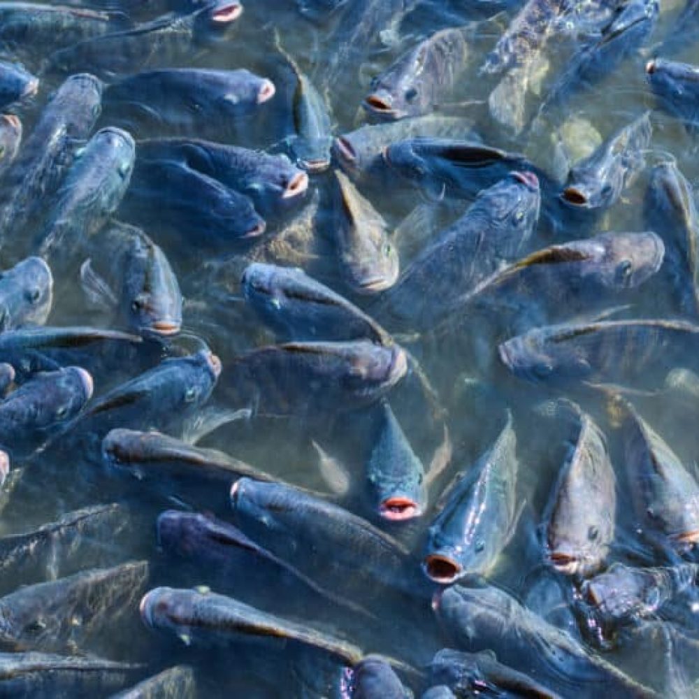 fish-farming-2-800x534