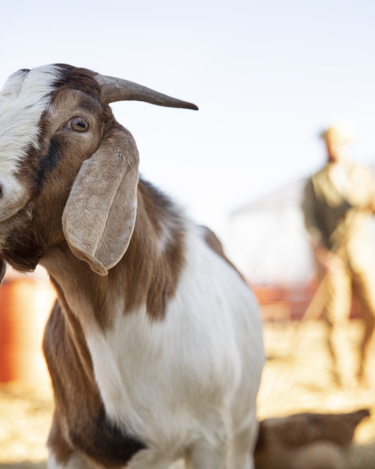 goat-farm-sunny-day