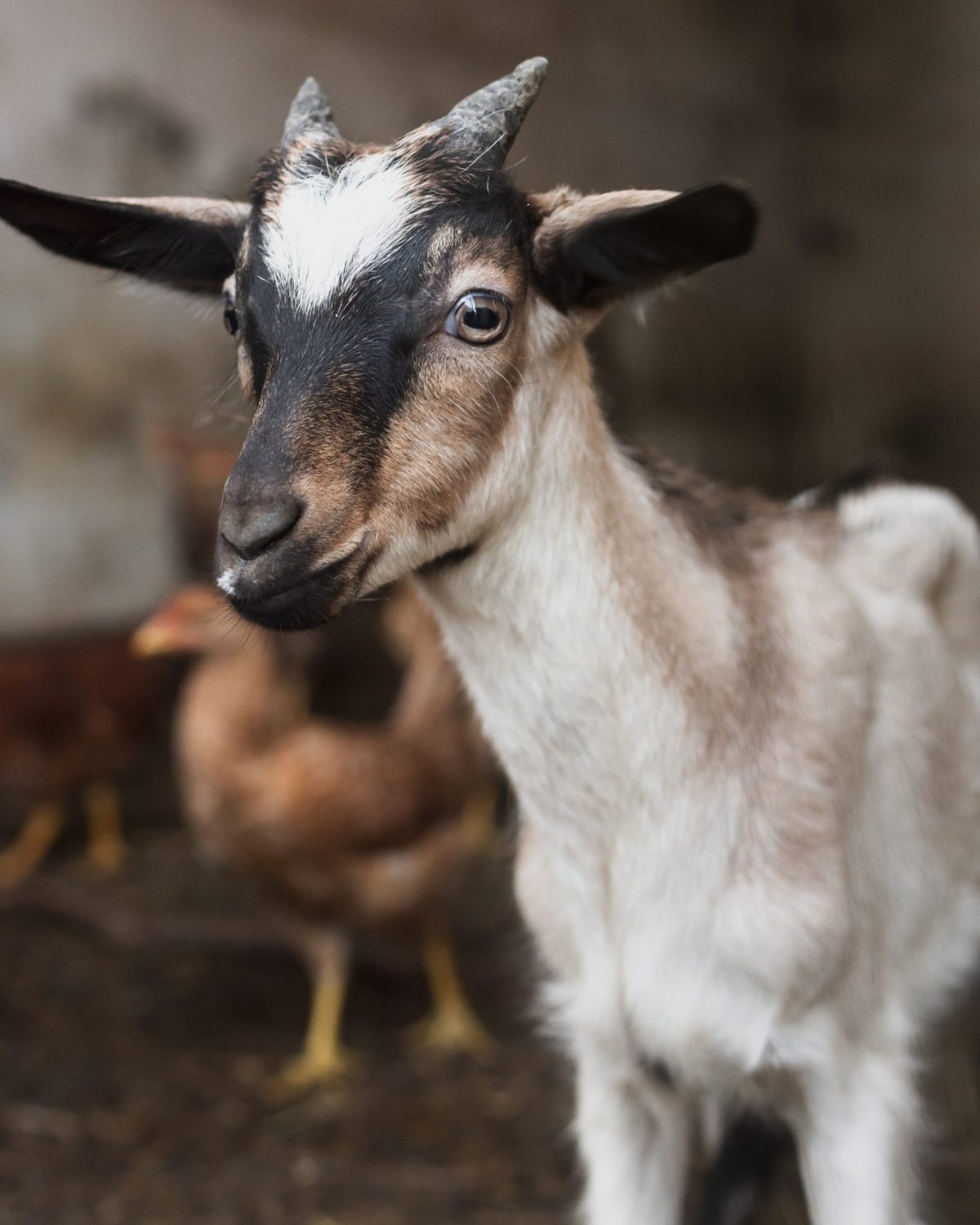 little-horned-goat-sitting-barn